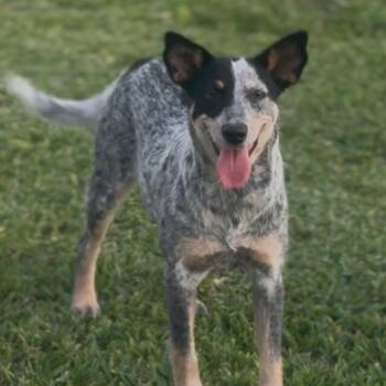 Australian Cattle Dog Blue Heeler Dogs Available for Adoption in Lufkin, Texas - Sylvie | PetCurious