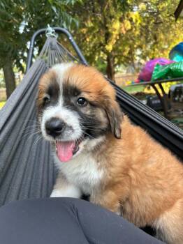 Grizz -  Saint Bernard and Mixed Breed Dog for Adoption in Okmulgee, Oklahoma - Grizz | PetCurious