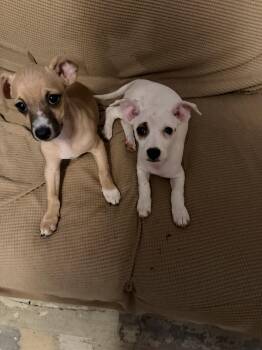 Sammi -  Chihuahua Dog for Adoption in Boerne, Texas - Sammi | PetCurious