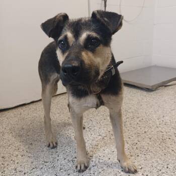 Shepherd and Retriever Dogs Available for Adoption in Hattiesburg, Mississippi - Tiki | PetCurious
