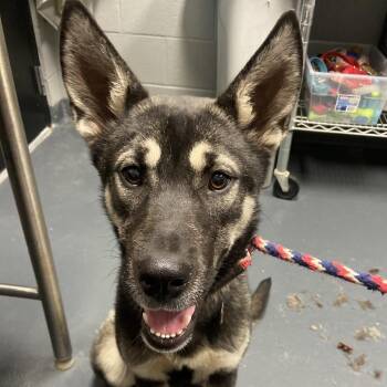 Sheba -  Mixed Breed Dog for Adoption in Allentown, Pennsylvania - Sheba | PetCurious