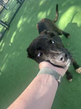 Kobalt -  Black Mouth Cur Dog for Adoption in Lakeland, Florida - Kobalt | PetCurious