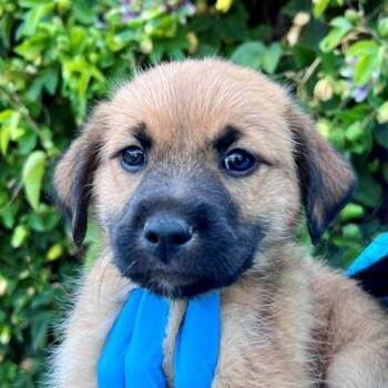 Charcuterie -  Terrier Dog Available for Adoption in Walnut Creek, California - Charcuterie | PetCurious