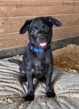 Bubba -  Mixed Breed Dog for Adoption in Thibodaux, Louisiana - Bubba | PetCurious