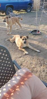 Nala -  Cane Corso and Rottweiler Dog for Adoption in Incline Village, Nevada - Nala | PetCurious
