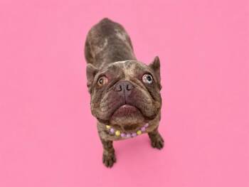 QUEEN -  French Bulldog Dog for Adoption in Doral, Florida - QUEEN | PetCurious