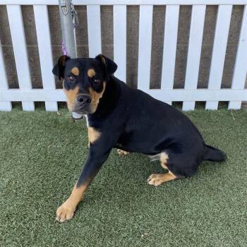 Rescue Rottweiler and Mixed Breed Dogs for Adoption in Modesto, California - A602533 | PetCurious