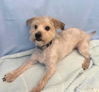 Nubbins -  Maltese and Yorkshire Terrier Dog for Adoption in Sedalia, Colorado - Nubbins | PetCurious
