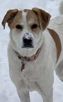 Paws -  Great Pyrenees and Anatolian Shepherd Dog for Adoption in Kiowa, Oklahoma - Paws | PetCurious