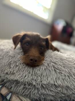 Rescue Wirehaired Pointing Griffon and Poodle Dogs for Adoption in Union Grove, Wisconsin - Dexter | PetCurious
