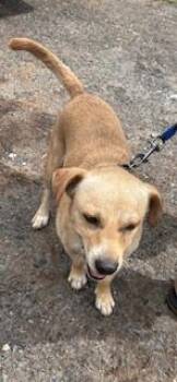 Cashew -  Terrier and Mixed Breed Dog for Adoption in Honolulu, Hawaii - Cashew | PetCurious