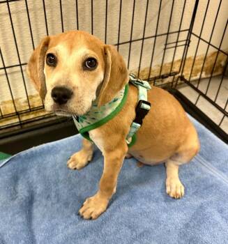 Beagle and Labrador Retriever Dogs Available for Adoption in Trenton, New Jersey - Sparky | PetCurious