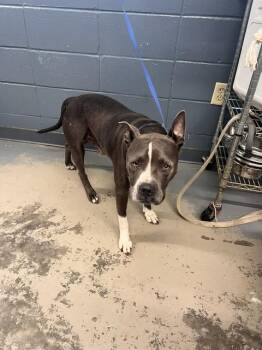 MONTIE -  American Staffordshire Terrier and Mixed Breed Dog for Adoption in Tallahassee, Florida - MONTIE | PetCurious