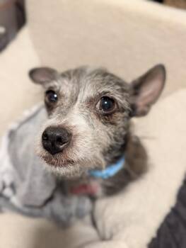 Rose -  Chihuahua and Cairn Terrier Dog for Adoption in Roseville, California - Rose | PetCurious