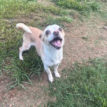 Elle 6093 -  Chihuahua Dog for Adoption in Loxahatchee Groves, Florida - Elle 6093 | PetCurious