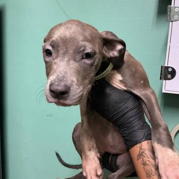 IVHS-A-143010 -  Pit Bull Terrier Dog for Adoption in San Gabriel, California - IVHS-A-143010 | PetCurious