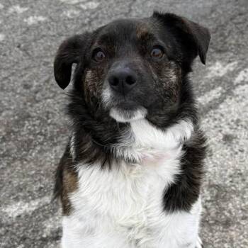 Rat Terrier and Mixed Breed Dogs Available for Adoption - Chloe (F) And Trigger (Runt) (M) | PetCurious