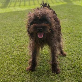Damara -  Miniature Schnauzer and Terrier Dog for Adoption in San Antonio, Texas - Damara | PetCurious