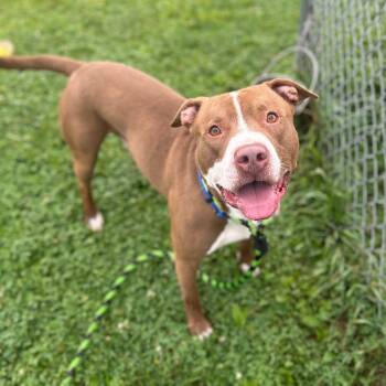 Stephen -  Pit Bull Terrier Dog for Adoption in Philadelphia, Pennsylvania - Stephen | PetCurious