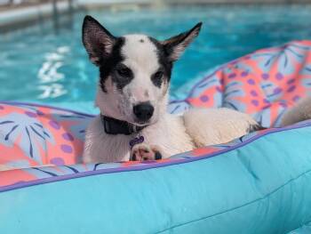 Yoshi -  Husky Dog for Adoption - Yoshi | PetCurious