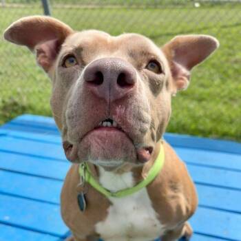 Pit Bull Terrier Dogs Available for Adoption in Austin, Texas - Tuna | PetCurious