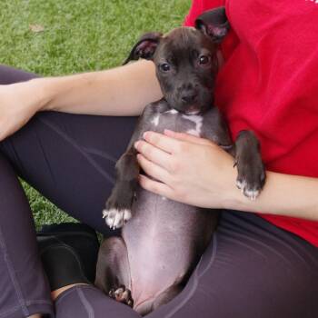 Terrier and Mixed Breed Dogs Available for Adoption in Miami, Florida - Puppy Darla | PetCurious