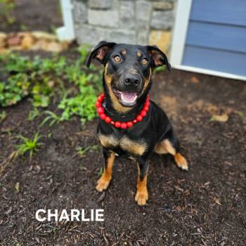 Rescue Doberman Pinscher and Coonhound Dogs for Adoption in Madisonville, Tennessee - Charlie/Neyland | PetCurious
