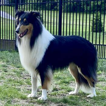 Rescue Border Collie Dogs for Adoption in Fort Wayne, Indiana - Carter | PetCurious