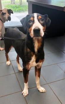 Rescue Mixed Breed Dogs for Adoption in Nashville, Tennessee - Root Beer Guy | PetCurious