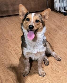 Corgi and Cattle Dog Dogs Available for Adoption in Graham, Texas - Abbie | PetCurious