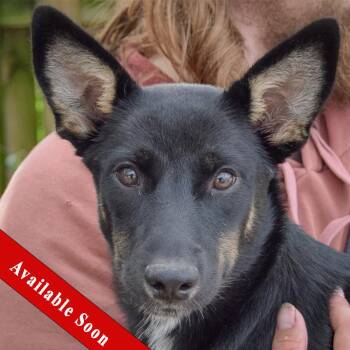 Dorito -  Husky and Black Labrador Retriever Dog for Adoption in Huntley, Illinois - Dorito | PetCurious