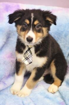 Australian Shepherd Dogs Available for Adoption - Michael Scott In NH! Come Meet Our Adoptable Dogs Wednesday-Satu | PetCurious