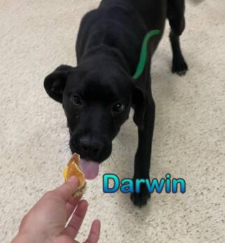 Darwin -  Terrier Dog for Adoption in Muncie, Indiana - Darwin | PetCurious