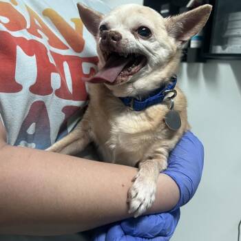 Cobra Bubbles -  Chihuahua Dog for Adoption in Salt Lake City, Utah - Cobra Bubbles | PetCurious