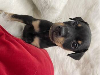 Rescue Hound Dogs for Adoption in Heber Springs, Arkansas - Kyle | PetCurious