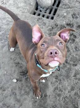 Mixed Breed Dogs Available for Adoption - Electra | PetCurious