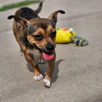 Minnow -  Chihuahua Dog for Adoption in Broken Arrow, Oklahoma - Minnow | PetCurious