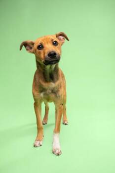 German Shepherd Dog and Mixed Breed Dogs Available for Adoption in Fort Worth, Texas - Ronalda Darlin | PetCurious