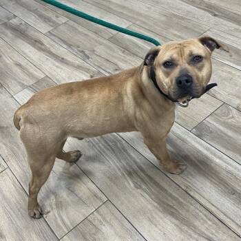 Pit Bull Terrier Dogs Available for Adoption - Hess | PetCurious