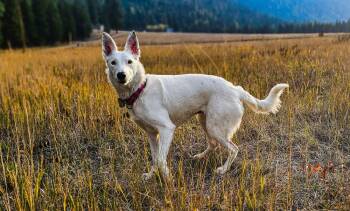 Border Collie Dogs Available for Adoption - Texas Tornado | PetCurious