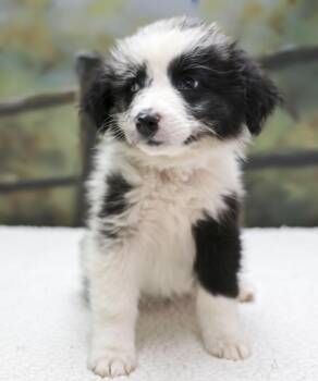 Aussie Puppies -- Astrid -  Australian Shepherd Dog for Adoption in Casa Grande, Arizona - Aussie Puppies -- Astrid | PetCurious