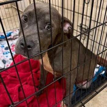 Moby -  Pit Bull Terrier and Staffordshire Bull Terrier Dog for Adoption in Austin, Texas - Moby | PetCurious