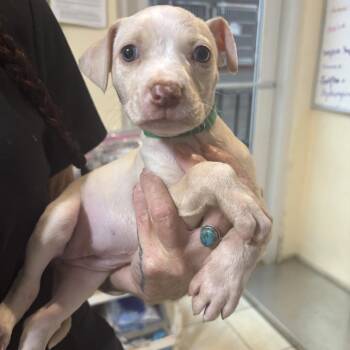 Serenity -  Labrador Retriever and Mixed Breed Dog for Adoption in Washington, Pennsylvania - Serenity | PetCurious