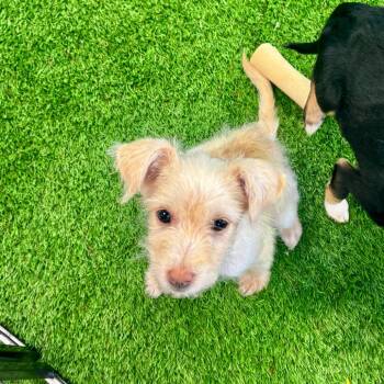 Whiskey -  Schnauzer and Mixed Breed Dog for Adoption in Huntsville, Alabama - Whiskey | PetCurious