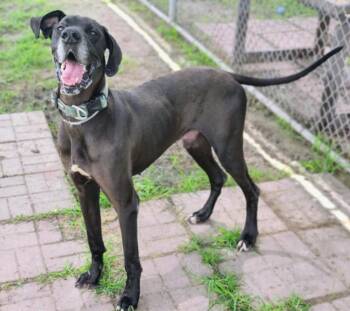Great Dane and Mixed Breed Dogs Available for Adoption in Houston, Texas - DUKE | PetCurious