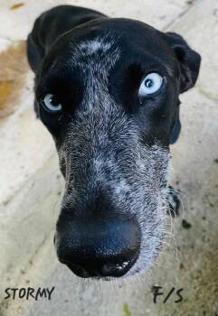 Rescue Labrador Retriever Dogs for Adoption - STORMY | PetCurious