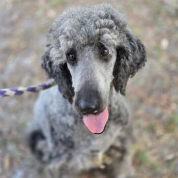 Mixed Breed and Standard Poodle Dogs Available for Adoption - Ellen | PetCurious