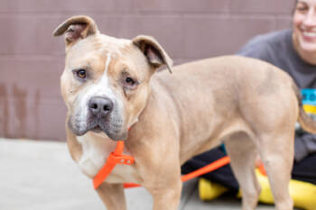 Rescue Mixed Breed Dogs for Adoption in Chamblee, Georgia - Nyzilly - IN FOSTER | PetCurious