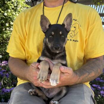 German Shepherd Dog Dogs Available for Adoption - Wally | PetCurious