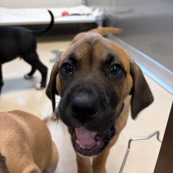 Captain Cal -  Mastiff and Labrador Retriever Dog for Adoption in Morristown, Vermont - Captain Cal | PetCurious